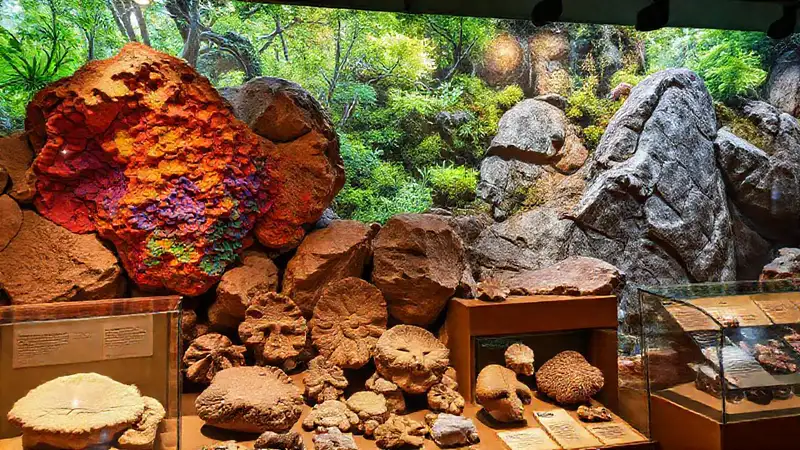 Exhibición educativa de fósiles y minerales vibrantes